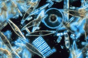 Diatomeas, uno de los tipos de fitoplancton más comunes. Foto NOAA.