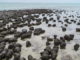 Estromatolitos en Shark Bay (Australia)