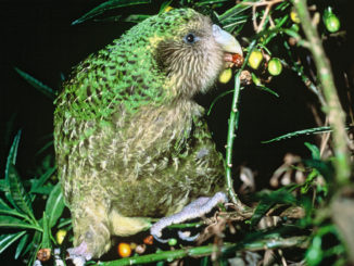 Kakapo alimentándose