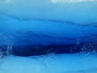 Fitoplancton bajo el hielo marino